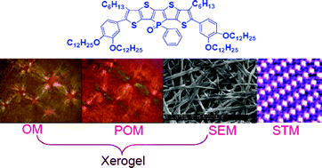 Graphical abstract: Phosphole modified pentathienoacene: Synthesis, electronic properties and self-assembly