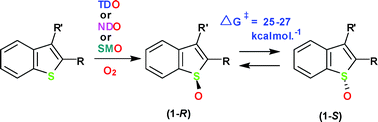 Graphical abstract: Bacterial dioxygenase- and monooxygenase-catalysed sulfoxidation of benzo[b]thiophenes