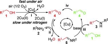 Graphical abstract: Copper-catalyzed N-alkylation of amides and amines with alcohols employing the aerobic relay race methodology