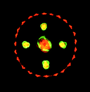 Graphical abstract: Multi-colored homologs of the green fluorescent protein from hydromedusa Obelia sp.