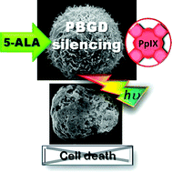 Graphical abstract: The centrality of PBGD expression levels on ALA-PDT efficacy
