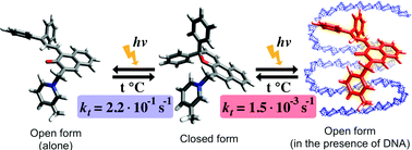 Graphical abstract: Influence of DNA-binding on the photochromic equilibrium of a chromene derivative