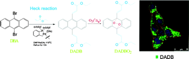 Graphical abstract: Singlet molecular oxygen trapping by the fluorescent probe diethyl-3,3′-(9,10-anthracenediyl)bisacrylate synthesized by the Heck reaction