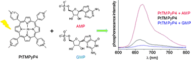 Graphical abstract: Triplet-state dynamics of a metalloporphyrin photosensitiser (PtTMPyP4) in the presence of halides and purine mononucleotides
