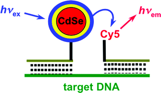 Graphical abstract: CdSe/ZnS core shell quantum dot-based FRET binary oligonucleotide probes for detection of nucleic acids