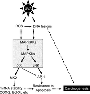 Graphical abstract: Activation of p38 MAP kinase and JNK pathways by UVA irradiation
