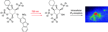 Graphical abstract: Synthesis and characterization of cell-permeant 6-nitrodibenzofuranyl-caged IP3