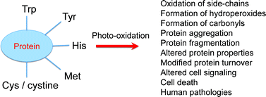 Graphical abstract: Photo-oxidation of proteins
