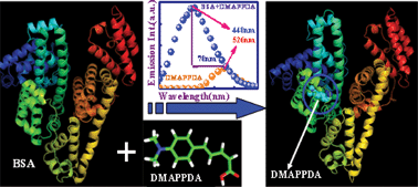 Graphical abstract: Exploring structural change of protein bovine serum albumin by external perturbation using extrinsic fluorescence probe: spectroscopic measurement, molecular docking and molecular dynamics simulation