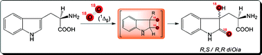 Graphical abstract: Mechanism of dioxindolylalanine formation by singlet molecular oxygen-mediated oxidation of tryptophan residues