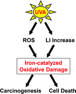 Graphical abstract: Iron, oxidative stress and the example of solar ultraviolet A radiation