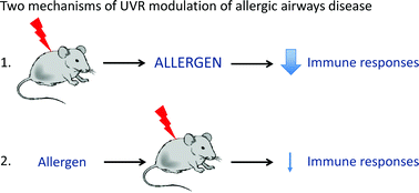 Graphical abstract: Differences in control by UV radiation of inflammatory airways disease in naïve and allergen pre-sensitised mice