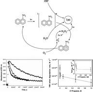Graphical abstract: Formation of hydroxyl radicals by irradiated 1-nitronaphthalene (1NN): oxidation of hydroxyl ions and water by the 1NN triplet state