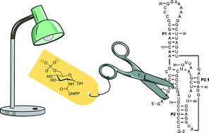 Graphical abstract: Caged glucosamine-6-phosphate for the light-control of riboswitch activity