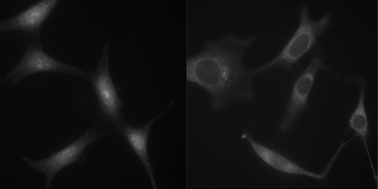 Graphical abstract: Generation of luminescent noble metal nanodots in cell matrices