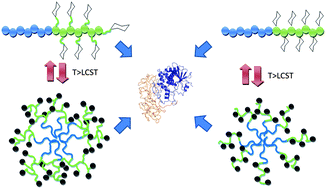 Graphical abstract: Synthesis of thermo-responsive glycopolymersviacopper catalysed azide–alkyne ‘click’ chemistry for inhibition of ricin: the effect of spacer between polymer backbone and galactose