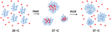 Graphical abstract: Design and synthesis of thermo-responsive hyperbranched poly(amine-ester)s as acid-sensitive drug carriers