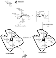 Graphical abstract: Synthesis and characterization of molecularly imprinted polymer of N-maleoylchitosan-grafted-2-acrylamido-2-methylpropanesulfonic acid and its controlled delivery and recognition of bovine serum albumin