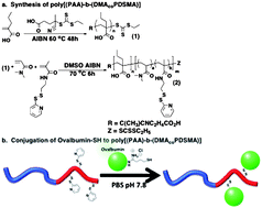 Graphical abstract: pH-responsive polymer–antigen vaccine bioconjugates