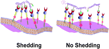 Graphical abstract: Architecture effects on L-selectin shedding induced by polypeptide-based multivalent ligands