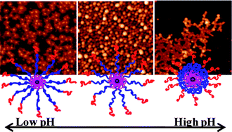 Graphical abstract: Phase behavior and self-assembly of PSn(P2VP-b-PAA)n multiarmed multisegmented star terpolymers with ampholytic arms