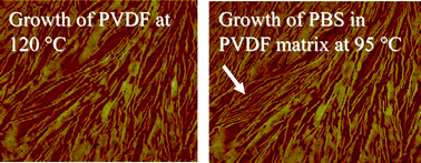 Graphical abstract: Morphologies and deformation behavior of poly(vinylidene fluoride)/poly(butylene succinate) blends with variety of blend ratios and under different preparation conditions