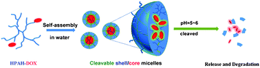 Graphical abstract: Construction and application of pH-triggered cleavable hyperbranched polyacylhydrazone for drug delivery