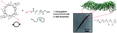 Graphical abstract: Modular design for the controlled production of polymeric nanotubes from polymer/peptide conjugates