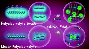 Graphical abstract: Conjugated polyelectrolyte brushes with extremely high charge density for improved energy transfer and fluorescence quenching applications
