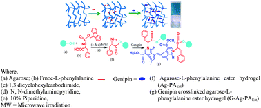 Graphical abstract: Facile synthesis of agarose-l-phenylalanine ester hydrogels