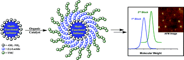 Graphical abstract: Facile routes to star polymersvia an organocatalytic approach