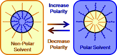 Graphical abstract: Synthesis of cyclic amphiphilic homopolymers and their potential application as polymeric micelles