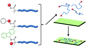 Graphical abstract: Controlled synthesis of radiolabelled amine methacrylate water-soluble polymers with end-groups of varying hydrophobicity and studies of adsorption behaviour