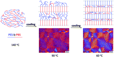 Graphical abstract: From miscible to partially miscible biodegradable double crystalline poly(ethylene succinate)-b-poly(butylene succinate) multiblock copolymers