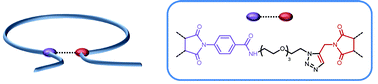 Graphical abstract: Controlled folding of polystyrene single chains: design of asymmetric covalent bridges