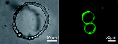 Graphical abstract: Fluorescent bracelet-like Cu@cross-linked poly(vinyl alcohol) (PVA) microrings by a hydrothermal process