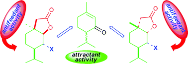 Graphical abstract: Synthesis of piperitone-derived halogenated lactones and their effect on aphid probing, feeding, and settling behavior