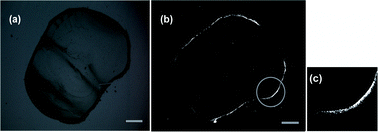 Graphical abstract: Bending Deformation Mechanism and Defective Properties of Liquid Crystalline Carbon Nanotubes in Evaporating Droplets