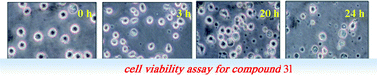 Graphical abstract: Synthesis of 2-alkyl substituted benzimidazoles under microwave irradiation: Anti-proliferative effect of some representative compounds on human histiocytic lymphoma cell U937