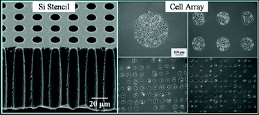 Graphical abstract: Patterning cell using Si-stencil for high-throughput assay