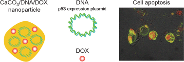 Graphical abstract: Co-delivery of genes and drugs with nanostructured calcium carbonate for cancer therapy