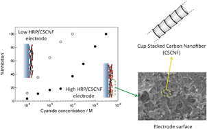 Graphical abstract: Peroxidase-modified cup-stacked carbon nanofiber networks for electrochemical biosensing with adjustable dynamic range