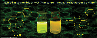 Graphical abstract: Synthesis, properties and highly selective mitochondria staining with novel, stable and superior benzothiadiazole fluorescent probes