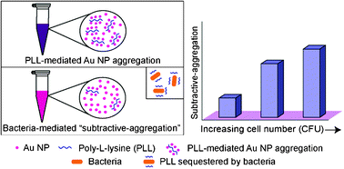 Graphical abstract: A facile method for estimating viable bacterial cells in solution based on “subtractive-aggregation” of gold nanoparticles