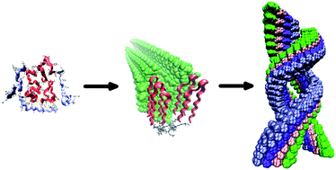 Graphical abstract: Amyloidogenesis highlighted by designed peptides forming supramolecular self-assemblies