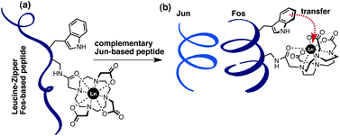 Graphical abstract: Sensing coiled-coil proteins through conformational modulation of energy transfer processes – selective detection of the oncogenic transcription factor c-Jun