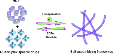 Graphical abstract: Metal-mediated fabrication of new functional G-quartet-based supramolecular nanostructure and potential application as controlled drug release system