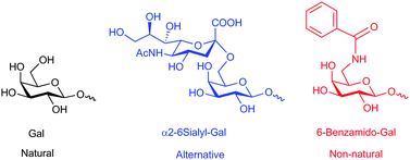 Graphical abstract: Surface plasmon resonance imaging of glycoarrays identifies novel and unnatural carbohydrate-based ligands for potential ricin sensor development