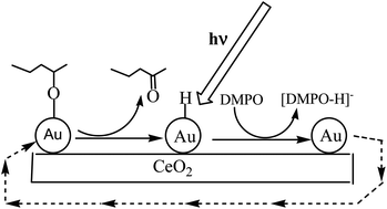 Graphical abstract: Photoinduced reactivity of Au–H intermediates in alcohol oxidation by gold nanoparticles supported on ceria