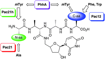 Graphical abstract: Diversity in natural product families is governed by more than enzyme promiscuity alone: establishing control of the pacidamycin portfolio